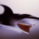 Schenk, Shane Young - Catching Sharks ()