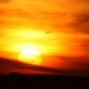 D-MAIN - Lonely Bird