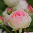 Beat Service feat. Neev Kennedy vs. Paul van Dyk & Arty feat. Sue McLaren - But I Did vs. We Come Together (Sunseeker Mashup)