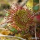 MaTcaL - Minimal Chick Four ()