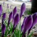 Soty - Spring Dreams