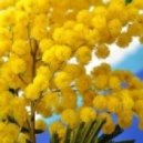 Korneto - Mimoza (Special For Girl))