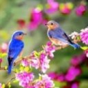 Feliz - Beginning Of Spring