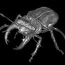 Bass-Crime - Metamorphosis ()