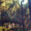 Lionschtraff - Disposal