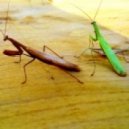 Rusto_turisto - 495 ()