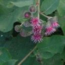 Fromance - Flowers & Colors