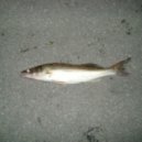 Fromance - I Am Noone