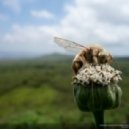 D.W.A.Y. - Insomniac