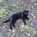 Fromance - Dark Knight