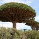 D.W.A.Y - From root to leaf