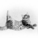 Twistyknobs - Abject