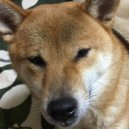 Ozy-San - System Green (Original Mix)