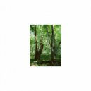 Mindfulness Healing BGM Project - Garden & Delicateness (Original Mix)