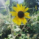 TG BUD - Young Nigga ()