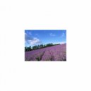 Mindfulness Healing BGM Project - Lupine and BGM