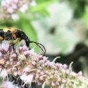 forty hours - elephant ()