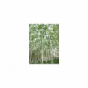 Mindfulness Healing BGM Project - School and Positive thinking