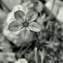 Color Cox - Gray Petal ()