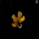 Greg Soleri - Moya (Original Mix)