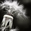 Peaceful Concepts - Seeds of Life