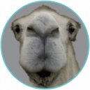 Lee Jones - Closed Circus