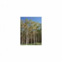 Sleep BGM Mindfulness - Sleep BGM Light and Detox (Sleep BGM)